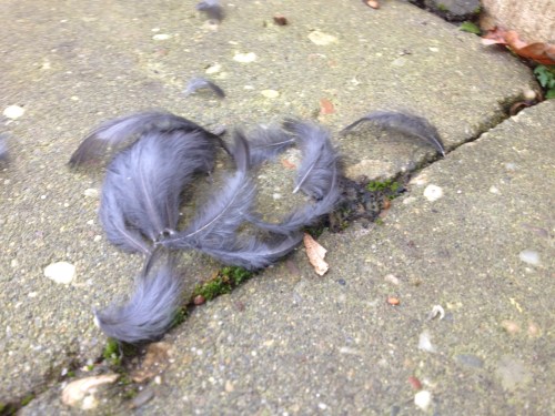 Bij thuiskomst blijkt  een moord gepleegd. Veren dwarrelen als stille getuigen door de tuin. De vogel gevlogen.