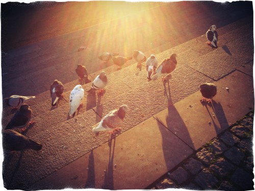 De duiven nemen een zonnebad. Gekoer om de beste plekjes.