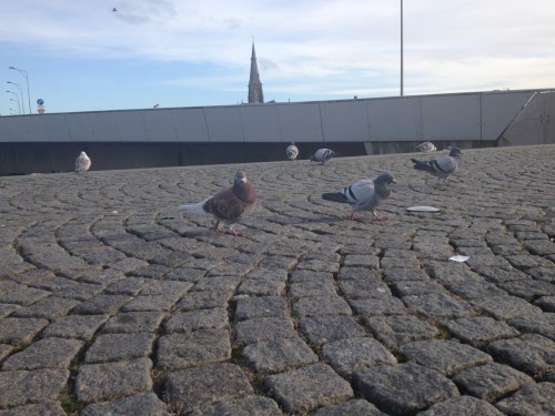 Even de letters uit mijn hoofd laten vliegen. De duiven lopen een stukje mee....