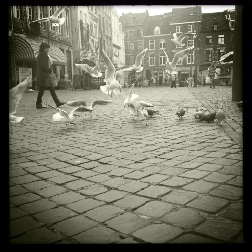 Op de markt zijn duiven in de minderheid, De meeuw heerst bij de viskraam.