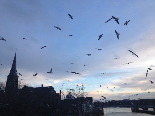 Op weg naar huis , zweven meeuwen mee, hun geschreeuw achtervolgt me.