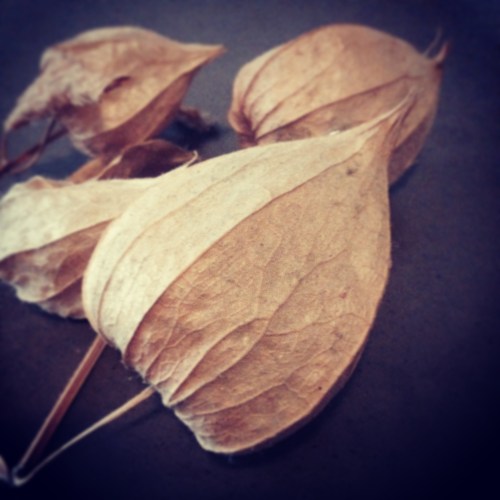 Mooie gedroogde bloemen voor een fotoopdracht. Textuur te over.