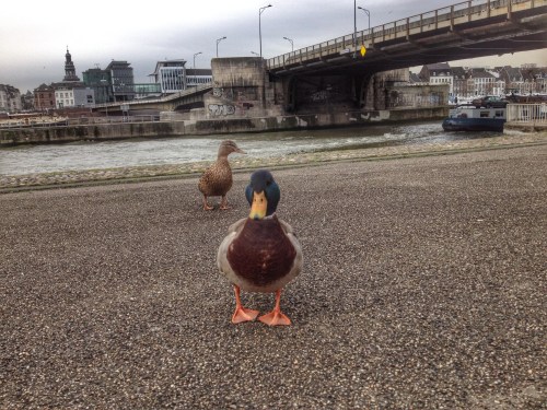 Een (bad)eend met een missie...eten!
