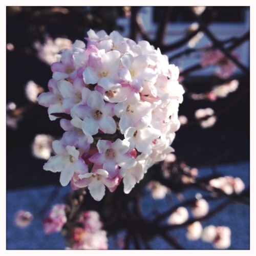 Wat nou winter?..de kers bij de buren staat al in bloei.