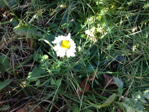 De eerste madeliefjes...mijn rondje dorp begint goed