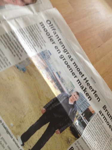 Olifantengras moet Heerlen groenen en mooier maken. Groener zou kunnen, maar mooier??... denk t niet