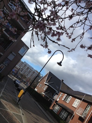 Bloesem..Zelfs de bomen vieren mee. 