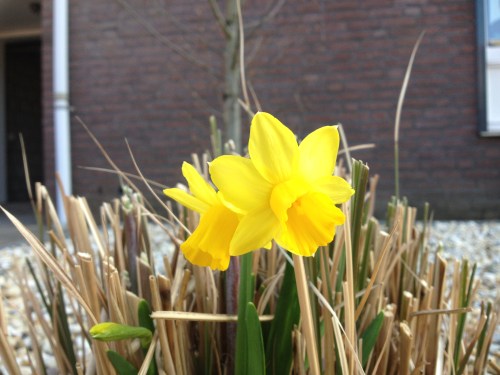 Steeds meer mini narcissen verschijnen  in de voortuin. Gratis en voor niks.