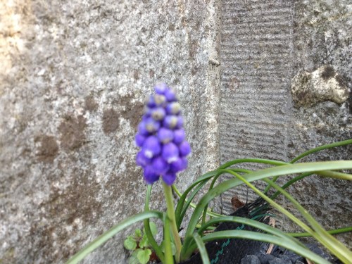 Op het kerkhof ontdek ik een blauw druifje. 