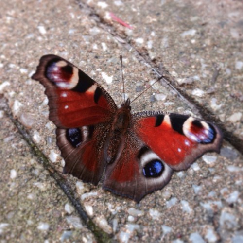 Hij vliegt  niet. Een vlinder maakt ook nog geen lente.