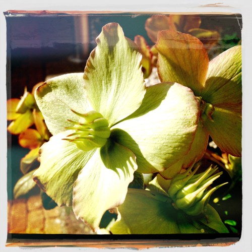 De helleboris zuigt de zon op. 