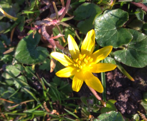 Nog meer bloemetjes, speenkruid als ik het goed opgezocht heb...lief en zonnig geel. Nog geen bijtjes gezien.