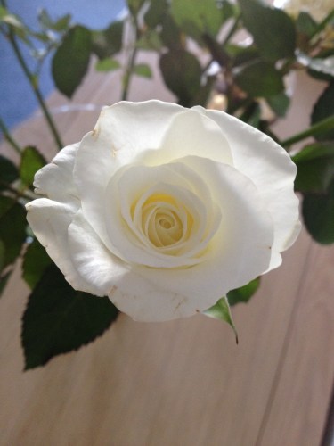 Thuis staan ook mooie bloemen. Witte rozen met een zacht geel hart.