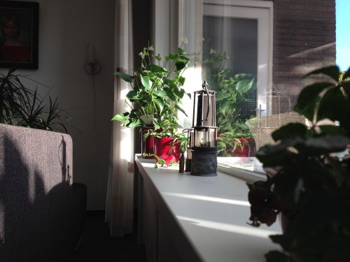 Stromende stralen vullen de vensterbank. Stilleven.