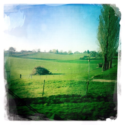 Groene weiden en wollige schaapjes onderweg. Ik zie ze een beetje vaag