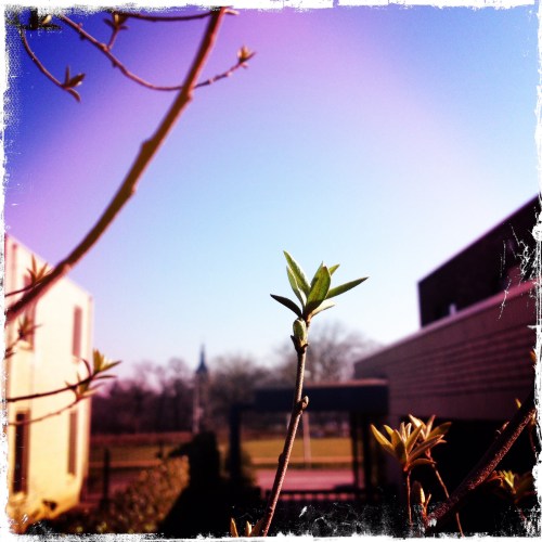 Zo begint de lente. Ik speel met nieuwe hipstagram filters...