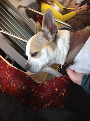 Vandaag had ik een buurman met natte oogjes en dito neus. Zwijgzaam type.