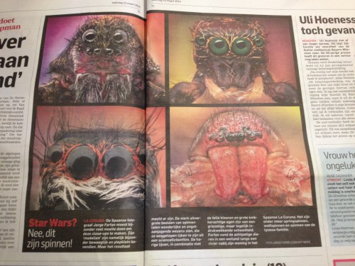 Spinnne,dieren  die ik liever niet in mijn omgeving tegenkom. Van dichtbij bekeken worden ze er niet liever op.