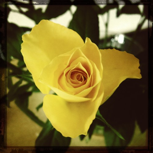 Rozen zijn veruit favoriet vandaag