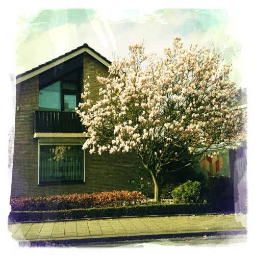 mooie huizen en bloeiende magnolia's. Laat me denken aan een van mijn favoriete films.