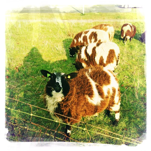 Ah...de schapen zijn weer ingezet voor het kortwieken van het gras. Natuurlijke natuurbeheersing.