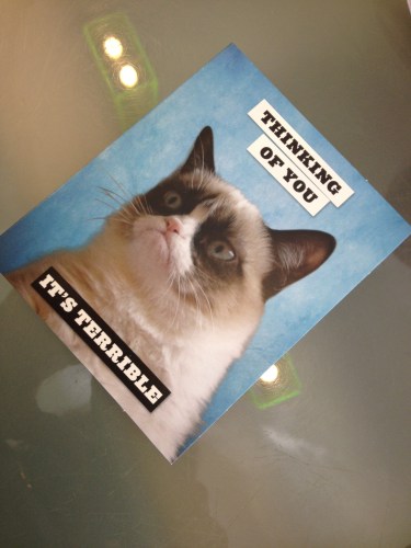 Grumpy cat...jaja