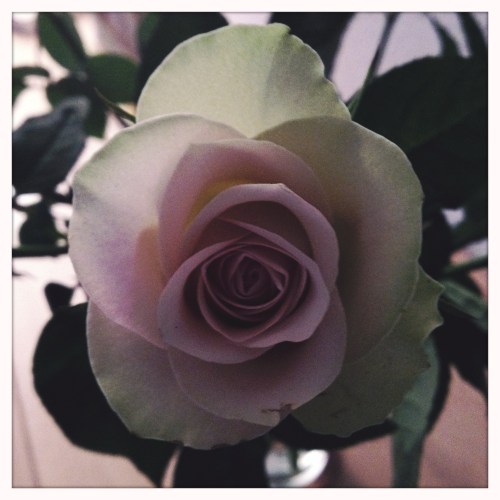 We sluiten deze week af met een roos. Dag dag, tot morgen!