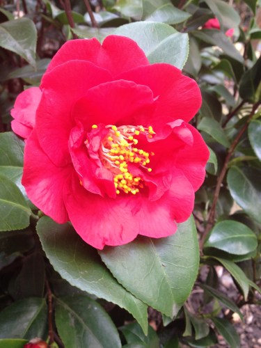 Ik ontdek een bloeiende camelia in de tuin. Foto!