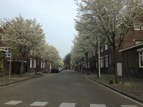 Bijna thuis, nog snel een foto van de Lambertistraat met de bomen in bloei