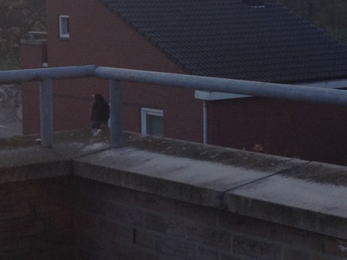 Vanochtend had ik gezelschap op het balkon. De huismerel bracht een ode aan de opkomende zon, of hij had gewoon goede zin, dat kan ook.