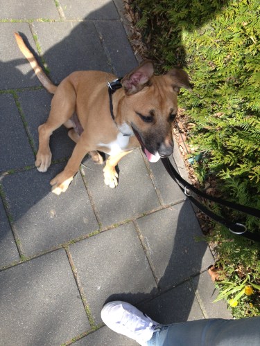 Op weg naar huis kom ik Gianna en Bo tegen..