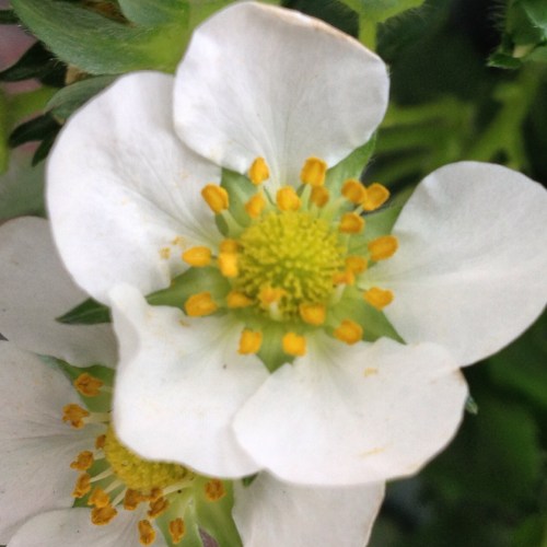 Aardbeien in een soort hangzak voor aan de muur nemen we ook mee. Kunnen we onze eigen aardbeien eten van de zomer