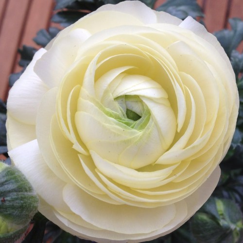 Ik koop wel een ranonkel in een paarse pot, blauwe bloemen voor in de gele pot. blauwe enziaan en dieprode viooltjes...Kleur!