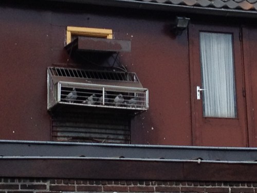 Op weg naar huis blijf ik staan bij iets waar ik mee opgegroeid ben. E doefus "Doevepiet" oftewel duivenmelker. Een hobby die veel mijnwerkers uitoefenden. Er zijn er niet veel meer.