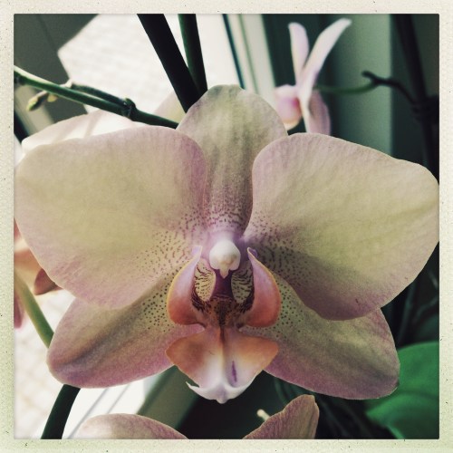 De orchideen doen het goed...