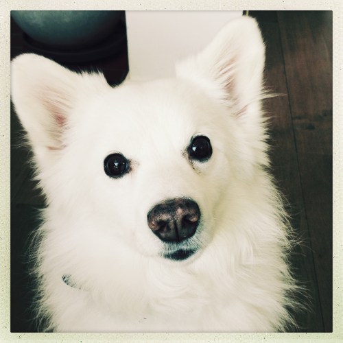 Wat is er Bo, wil je naar buiten?