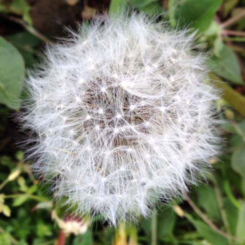 Paardebloemenpluis...blazen en wensen...wensen.. en nog eens wensen.