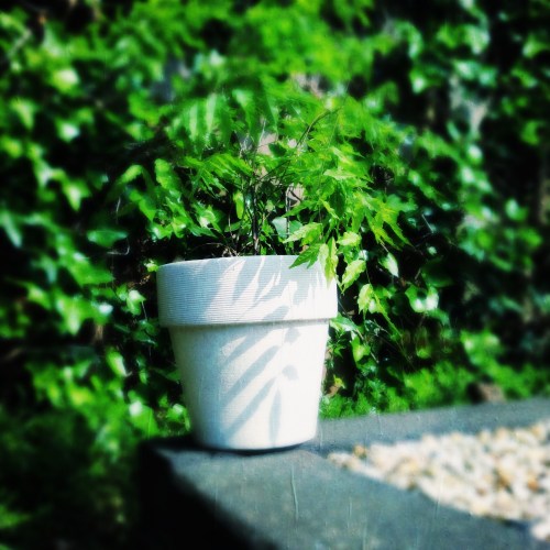 ondertussen is de zon weer terug en haal ik een stek van een wisteria op bij Inez. 