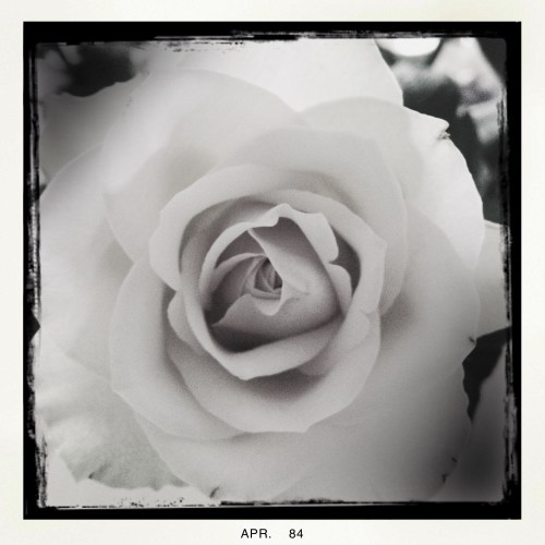 Ik speel nog maar een beetje verder. Rozen zijn een dankbaar object voor dit soort experimenten.