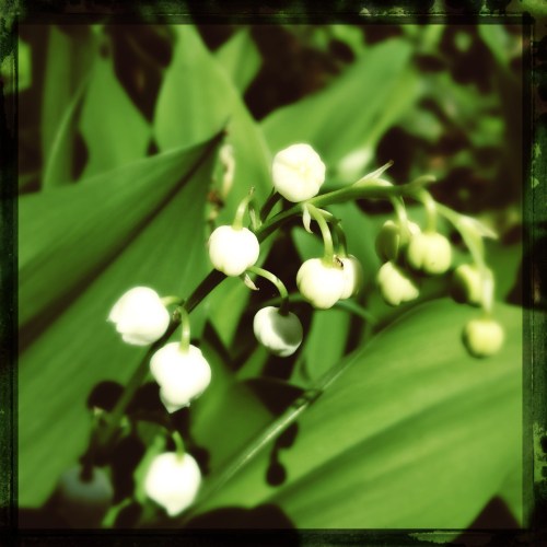 Ik neem tussendoor nog wel even tijd om de Lelietjes van Dalen vast te leggen. 