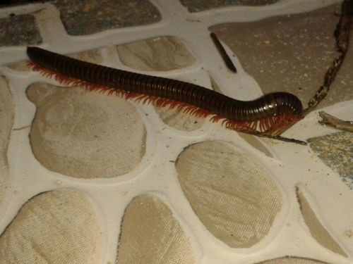 Mijn dochter apt een foto van haar nieuwe huisvriend 