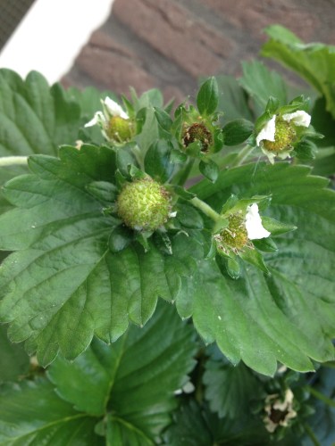 En we hebben aardbeitjes, nou ja, het begin is er