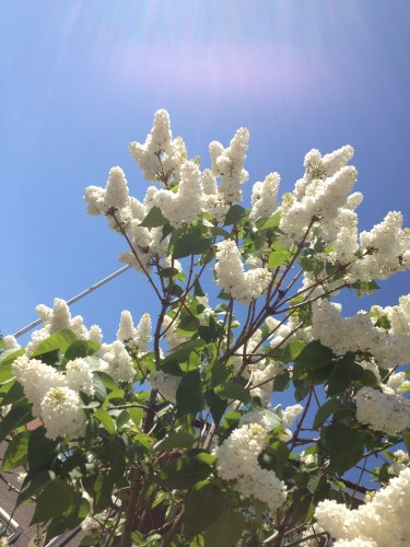 De seringen staan al in bloei