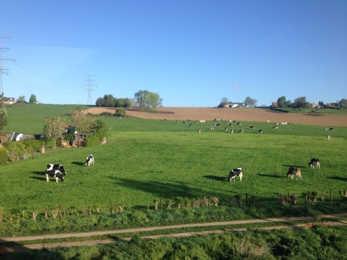 De koeien kijken er niet van op.