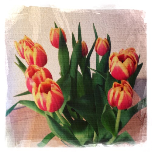 Spelen met filters, tulpen zijn minder gewillig dan rozen.