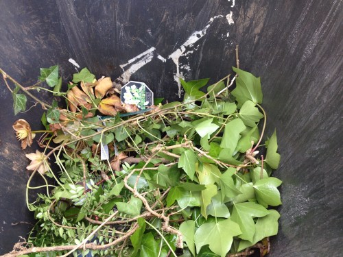 Klimop verwijderen, onbegonnen werk