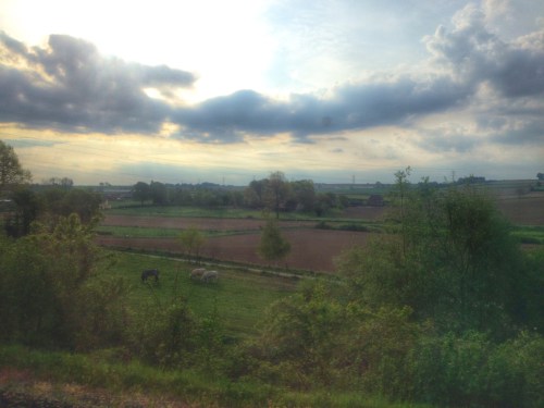 Beetje donker maar ik heb ze te pakken, de koeien.