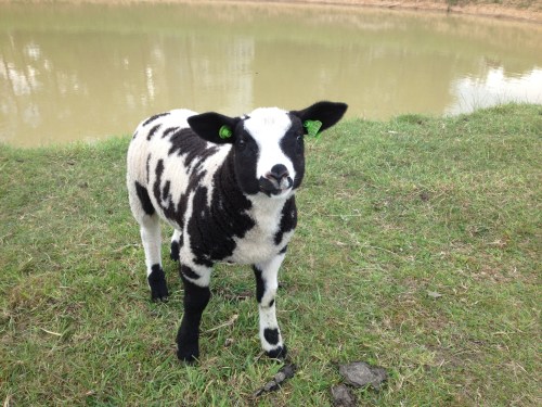 Ik kom de schapen ook weer tegen De lammetjes blijven op afstand.