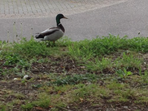 Geen kip tegengekomen op mijn pad, wel een eend