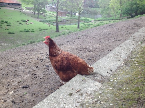 en een kip met een grote bek...